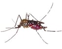 Aedes Mosquito