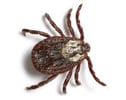 American Dog Tick