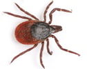Blacklegged Ticks