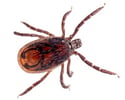 Brown Dog Tick