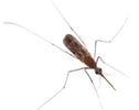 Culex Mosquito