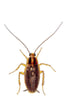 GermanCockroachSM(300DPI)-transparent