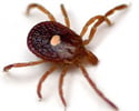 Lone Star Tick