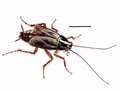 OrientalCockroach(300DPI)