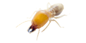 Subterranean Termite