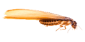 Termite Swarmer