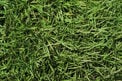 creeping-bentgrass-fix