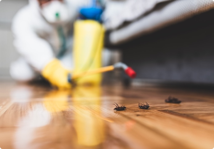 spraying bugs picture spraying bugs picture